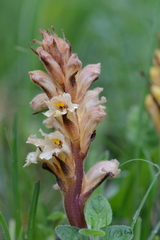 Orobanche lutea