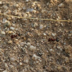 Pogonomyrmex bicolor