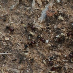 Pheidole xerophila