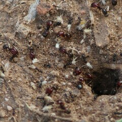 Pheidole xerophila