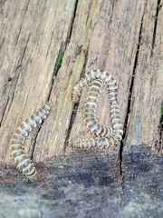 Arthrophaga myriapodina