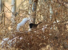 Junco hyemalis