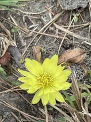 Pyrrhopappus carolinianus