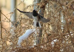Junco hyemalis