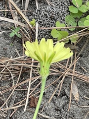 Pyrrhopappus carolinianus