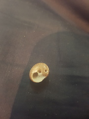 Agathistoma fasciatum