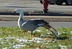 Anser anser × Branta canadensis