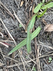 Pyrrhopappus carolinianus
