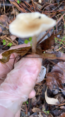 Clitocybe fragrans