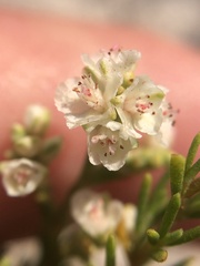 Polygonum dentoceras