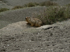 Marmota himalayana