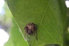 Eriophora ravilla