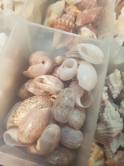 Bulla occidentalis