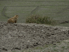 Marmota himalayana