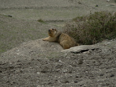 Marmota himalayana