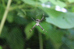 Argiope argentata