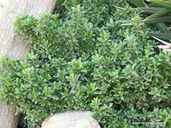 Euonymus japonicus
