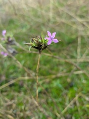 Dianthus pseudarmeria
