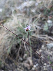 Gypsophila pallasii
