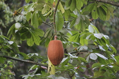 Pachira aquatica