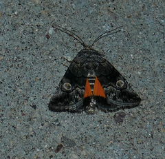 Copanarta aurea