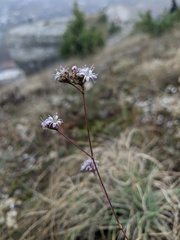 Gypsophila pallasii
