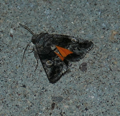 Copanarta aurea
