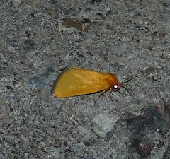 Eulithosia composita