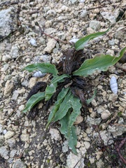 Takhtajaniantha crispa