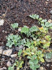 Astragalus glycyphyllos