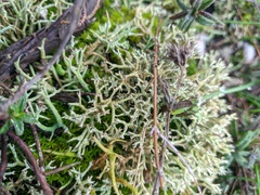Cladonia rangiformis