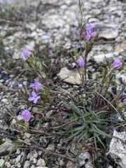 Dianthus pseudarmeria