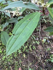 Miconia theizans