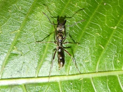 Neoponera
