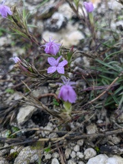 Dianthus pseudarmeria