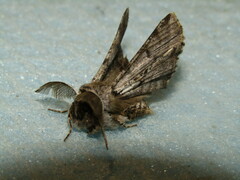 Apochima flabellaria