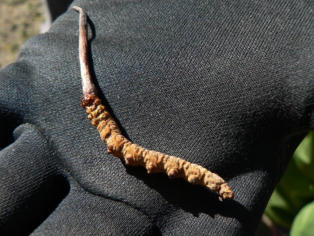 Chinese Caterpillar Fungus in June 2018 by akerwin70. Ophiocordyceps ...