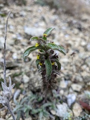 Sideritis montana