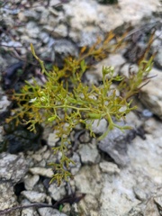 Thesium ramosum