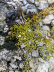 Thesium ramosum