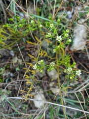 Thesium ramosum