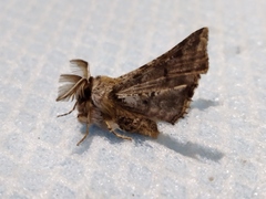 Apochima flabellaria