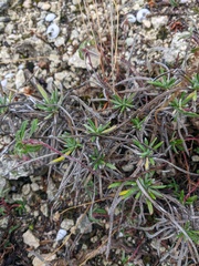 Onosma polyphylla