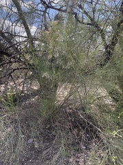 Baccharis sarothroides