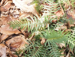 Polypodium appalachianum