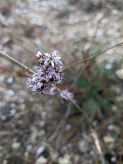 Gypsophila pallasii