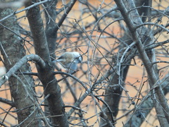 Poecile atricapillus