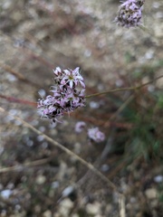 Gypsophila pallasii