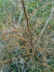 Asparagus verticillatus