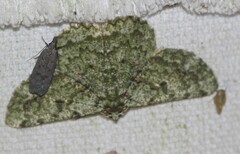 Aeolochroma viridicata